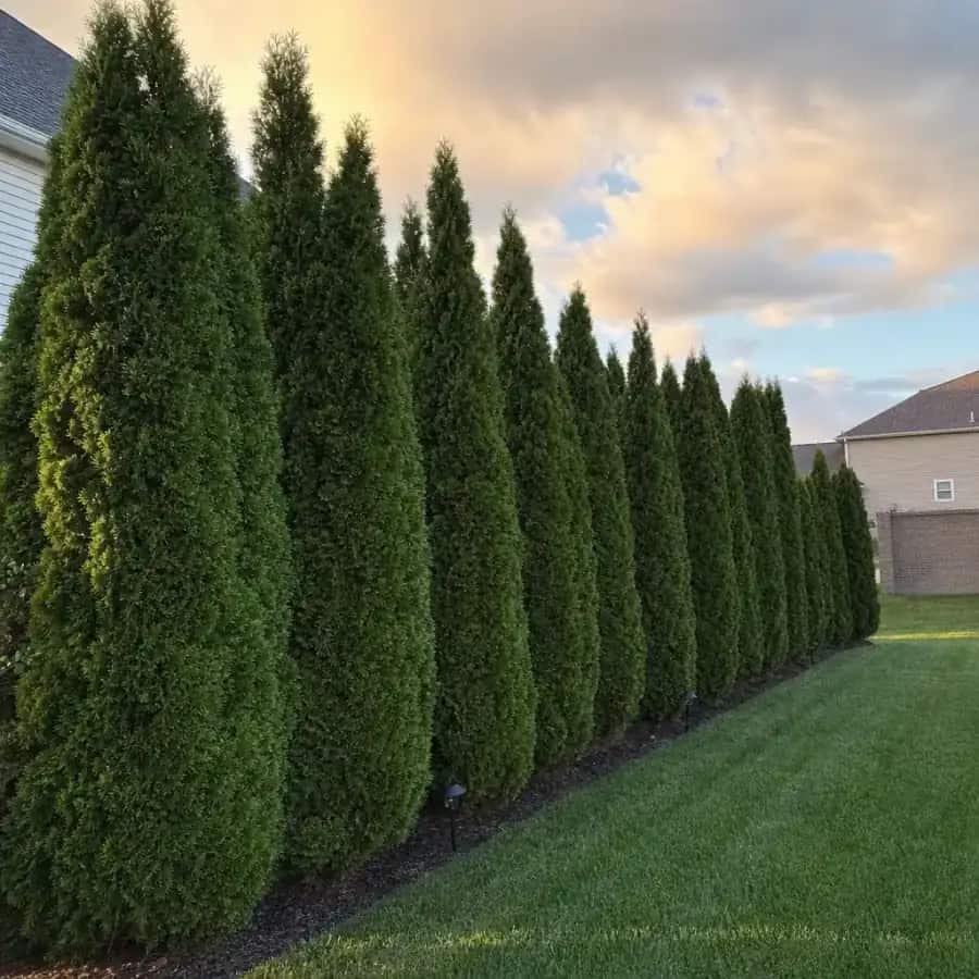 Full Speed A Hedge American Pillar Arborvitae (Thuja occidentalis 'American Pillar') — mature, planted
