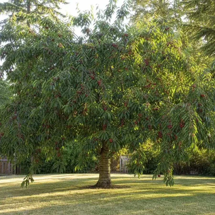Bing Cherry Tree (Prunus avium 'Bing') — mature, planted
