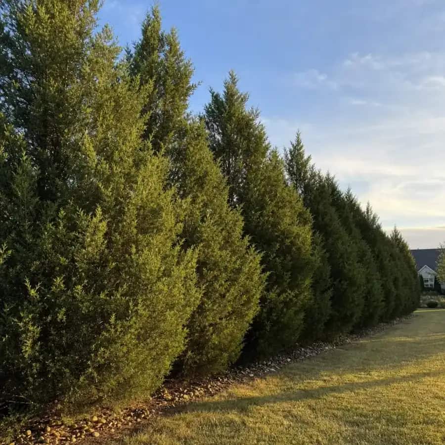 Brodie Eastern Red Cedar (Juniperus virginiana) — mature, planted