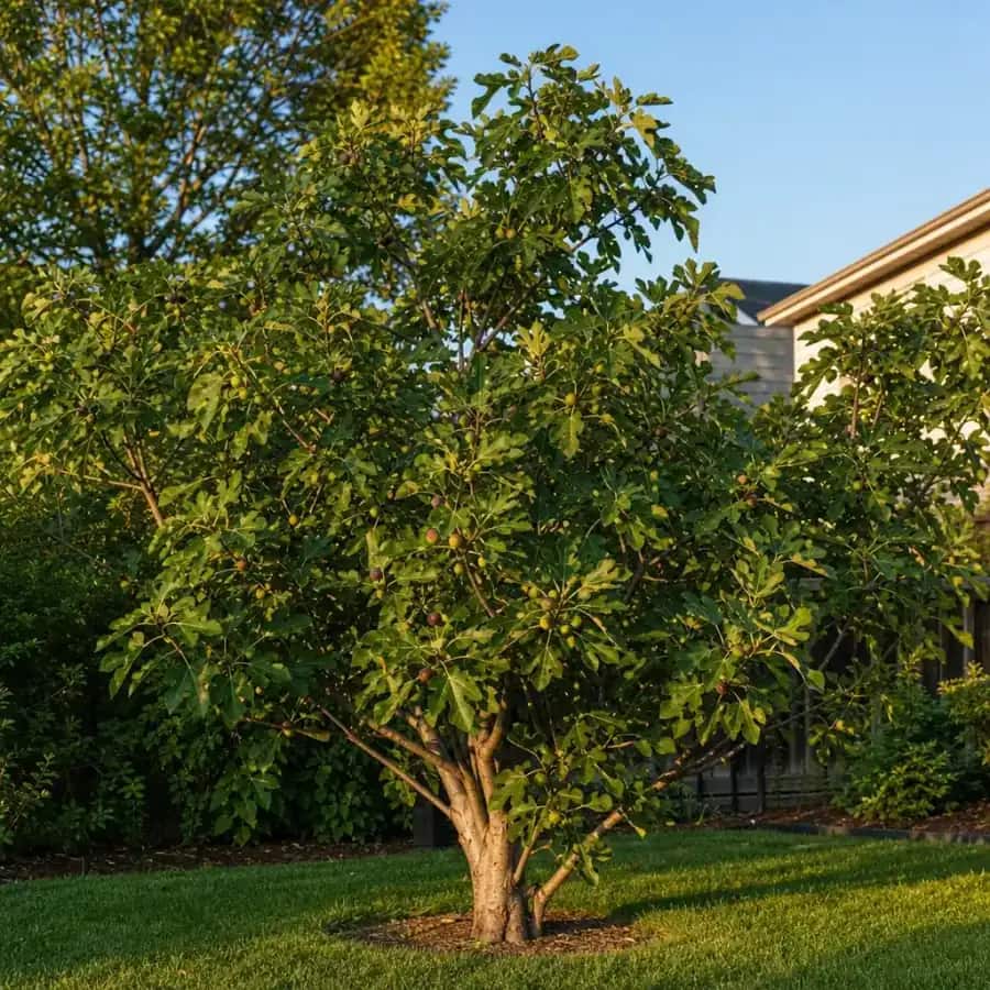 Chicago Hardy Fig Tree (Ficus carica 'Chicago Hardy') — mature, planted