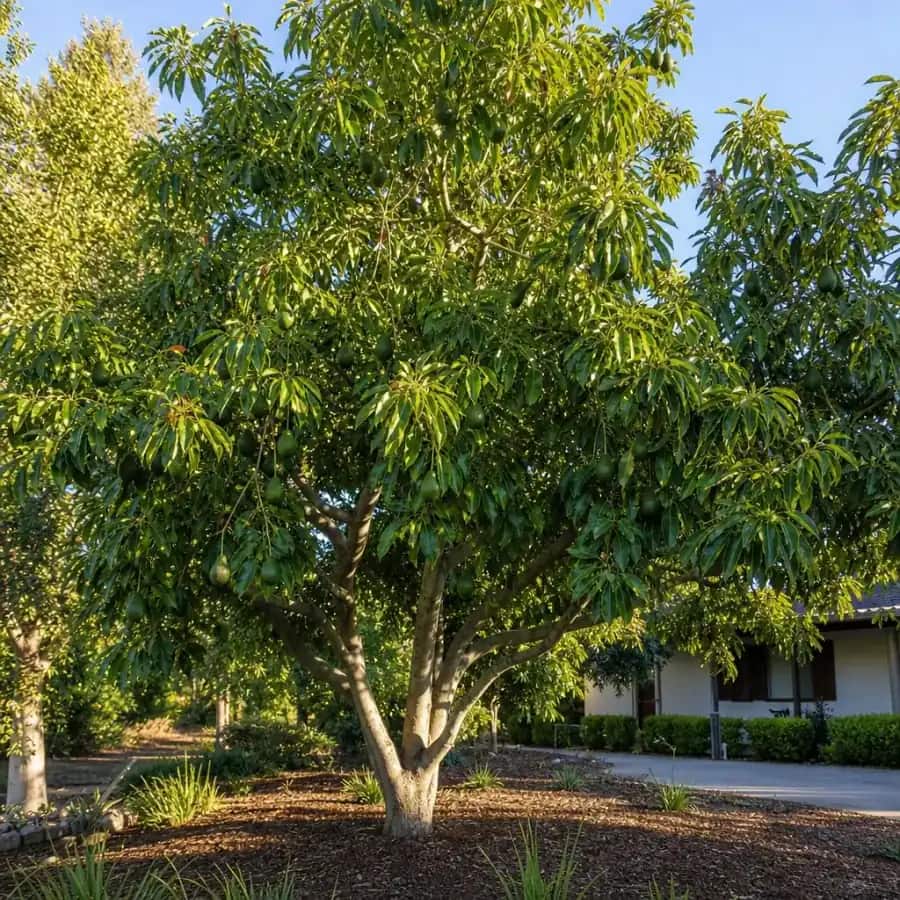 Cold Hardy Avocado Tree (Persea americana 'Mexicola Grande') — mature, planted