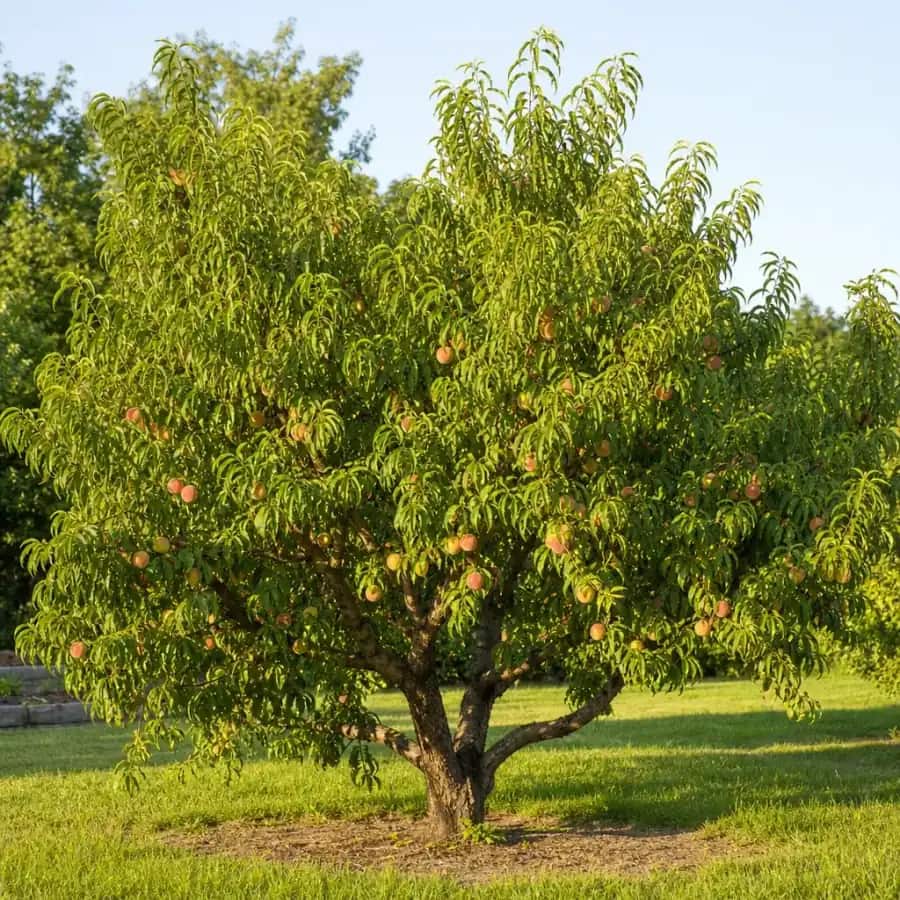 Elberta Peach Tree (Prunus persica 'Elberta') — mature, planted