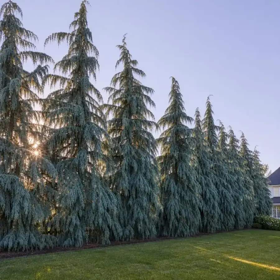 Glauca Pendula Weeping Blue Atlas Cedar (Cedrus atlantica) — mature, planted
