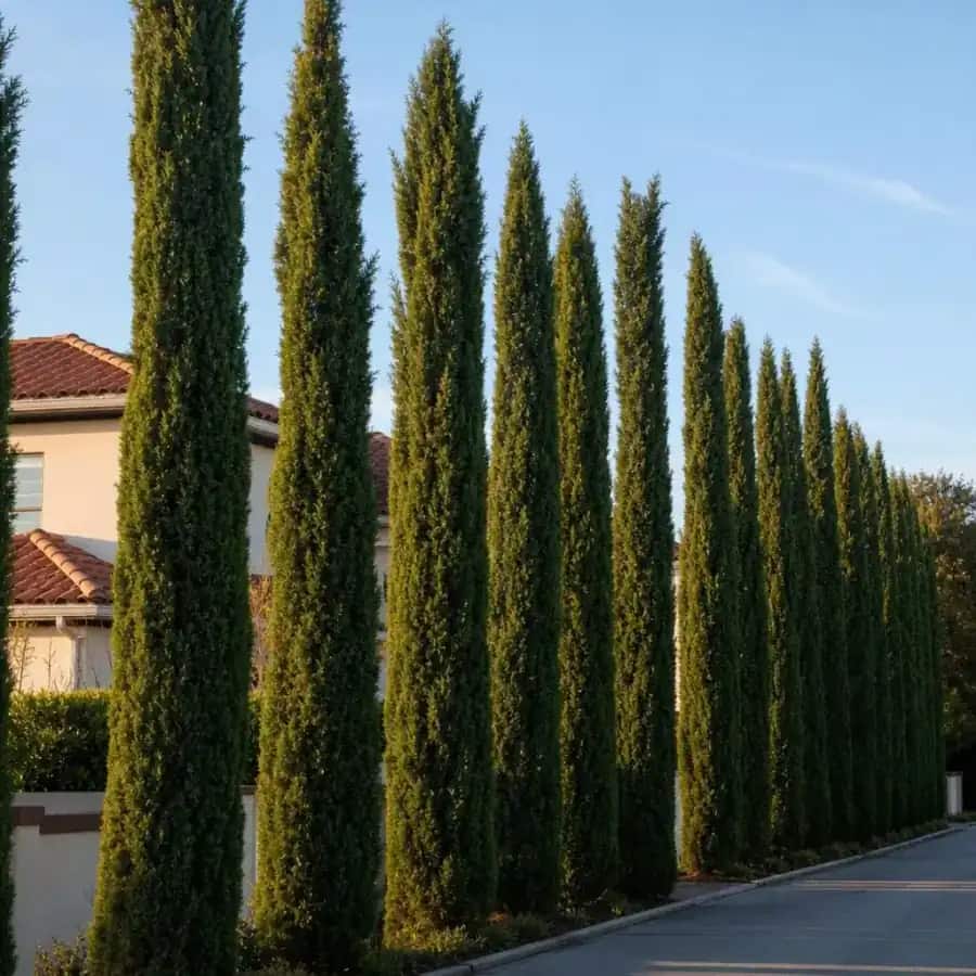 Italian Cypress (Cupressus sempervirens) — mature, planted