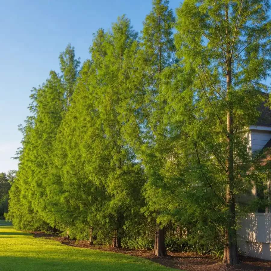Pond Cypress (Taxodium distichum var. imbricarium) — mature, planted