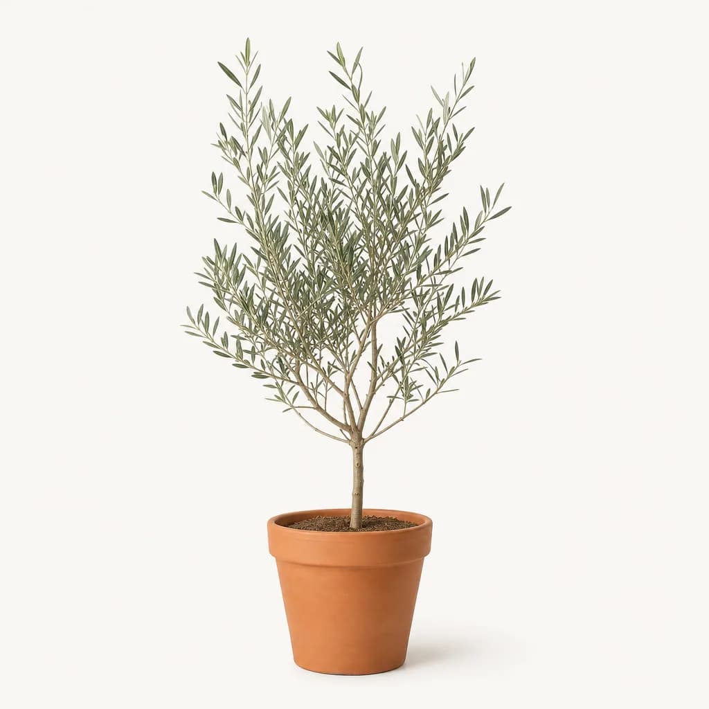 Arbequina Olive Tree (Olea europaea 'Arbequina') for sale