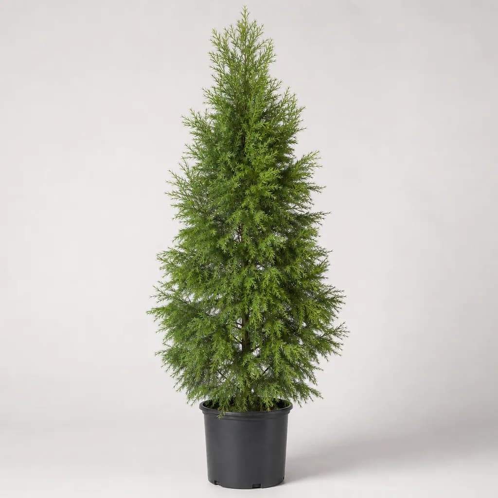 Bald Cypress (Taxodium distichum)