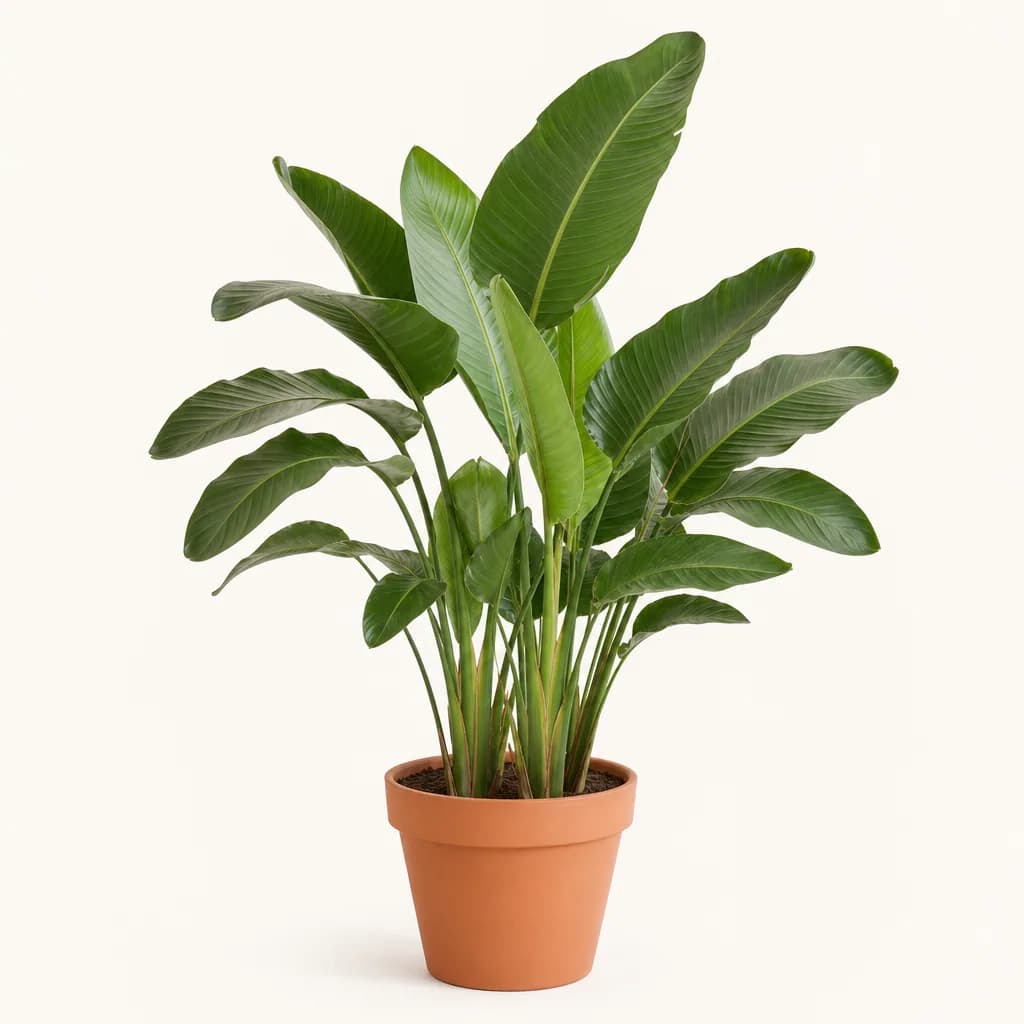 Bird of Paradise (Strelitzia nicolai) for sale