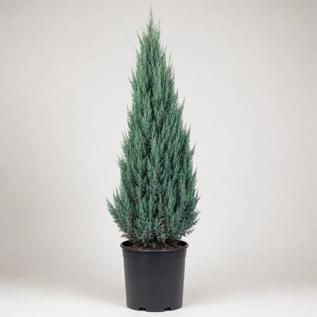 Blue Point Chinese Juniper (Juniperus chinensis) for sale