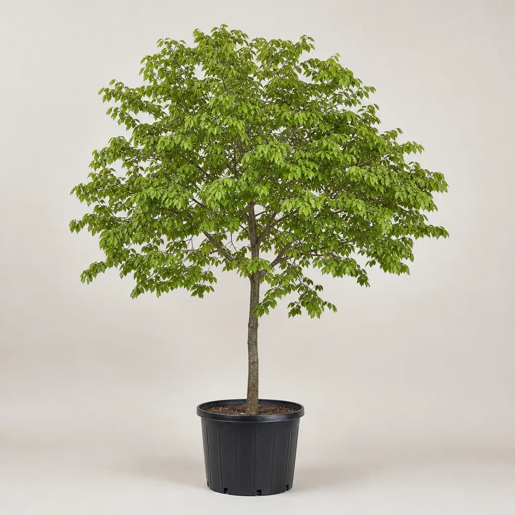Cercis canadensis subsp. texensis Texas Redbud (Cercis canadensis subsp. texensis Texas Redbud)