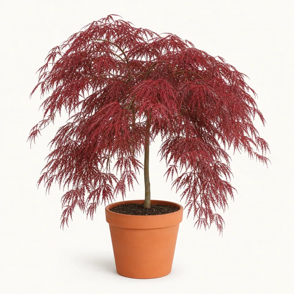 Crimson Queen Japanese Maple (Acer palmatum dissectum 'Crimson Queen') for sale