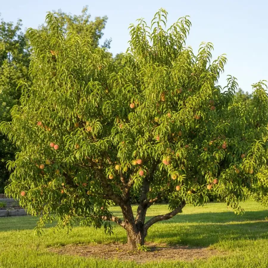 Elberta Peach Tree (Prunus persica 'Elberta') for sale