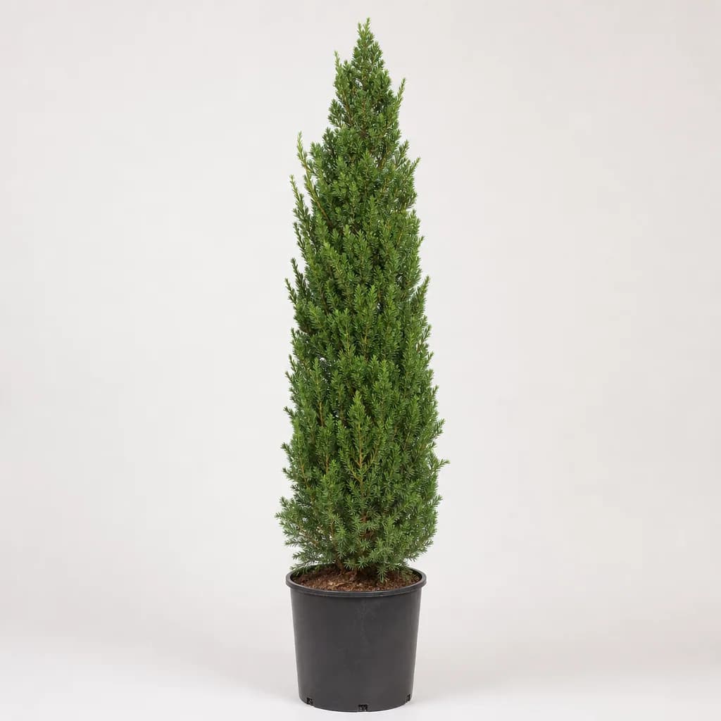 Hetzii Columnaris Chinese Juniper (Juniperus chinensis) for sale