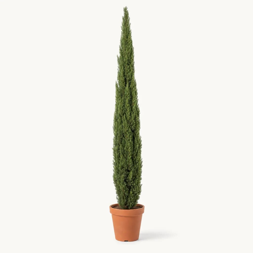 Italian Cypress (Cupressus sempervirens) for sale