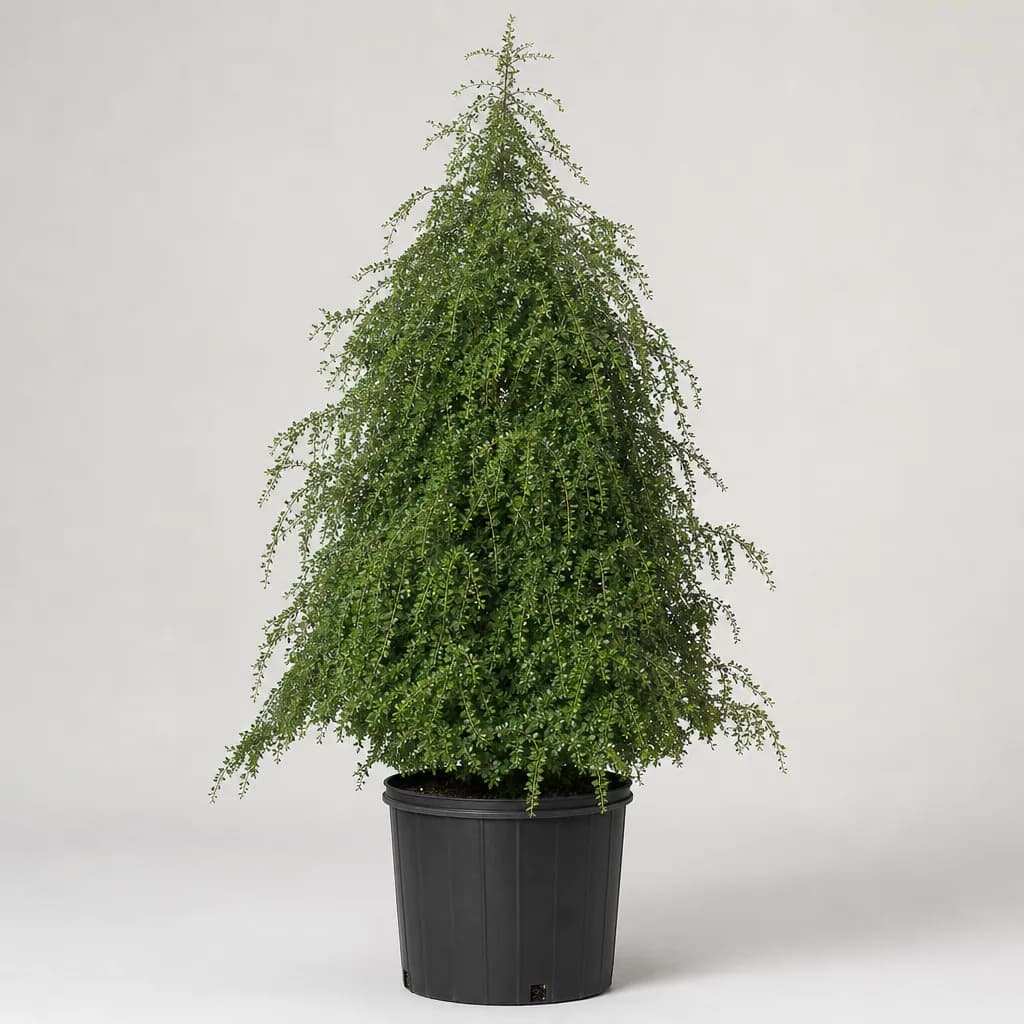 Pendula Weeping Yaupon Holly (Ilex vomitoria) for sale
