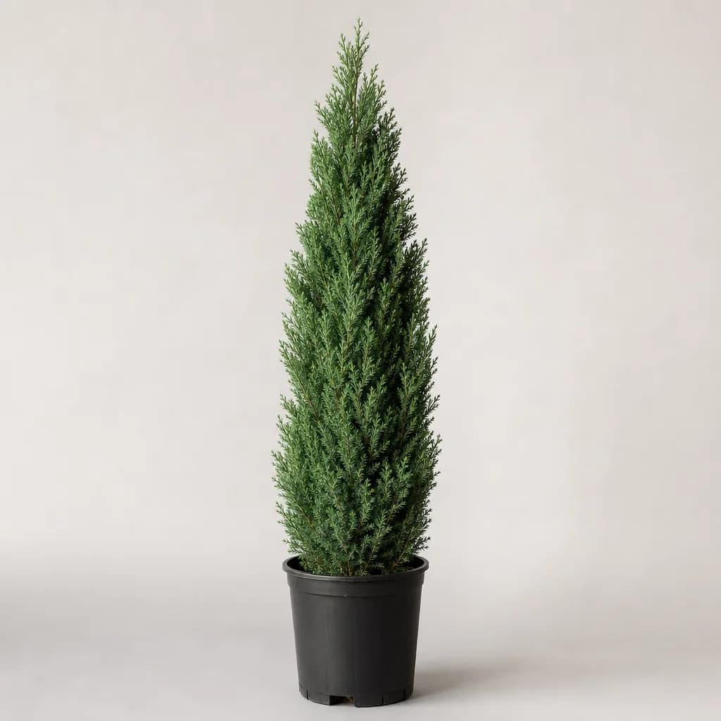 Spartan Chinese Juniper (Juniperus chinensis) for sale
