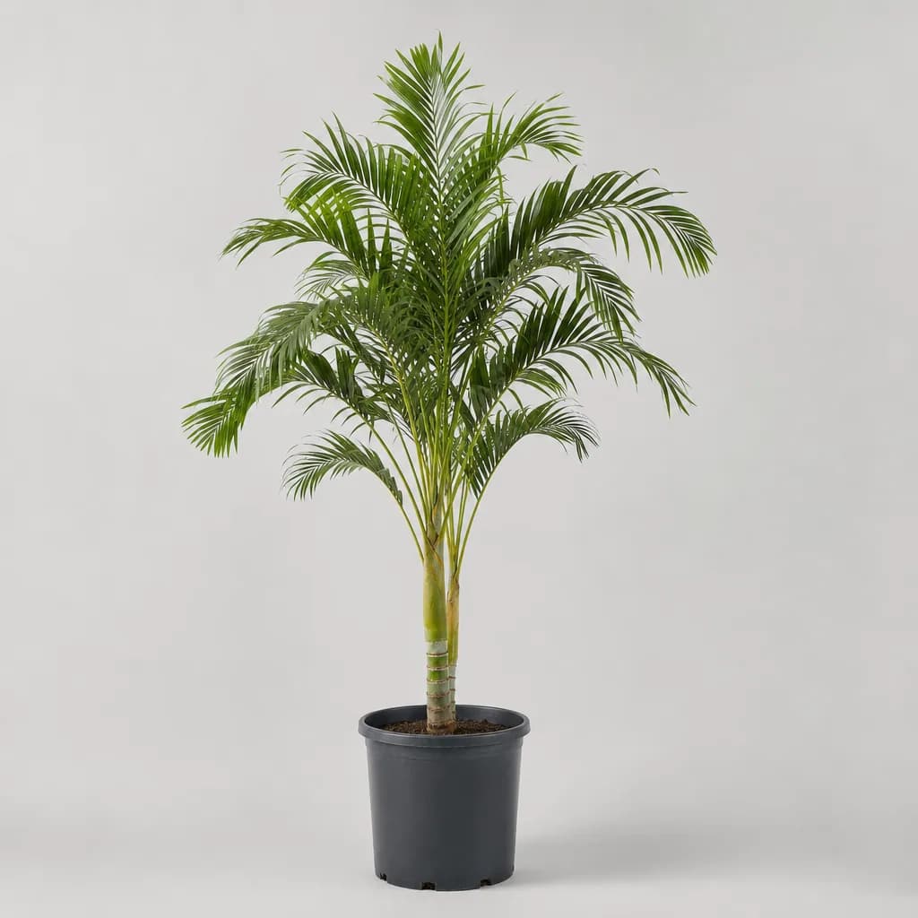Adonidia (Veitchia) merrilli Christmas Palm (Adonidia (Veitchia) merrilli)