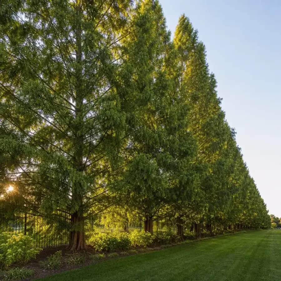 Bald Cypress (Taxodium distichum) — mature, planted