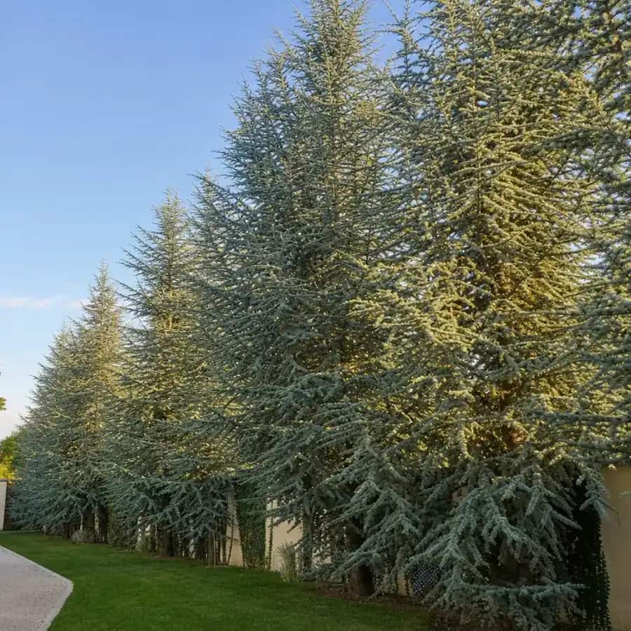 Blue Atlas Cedar (Cedrus atlantica 'Glauca') — mature, planted