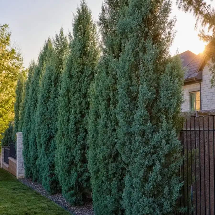 Carolina Sapphire Arizona Cypress (Hesperocyparis arizonica) — mature, planted
