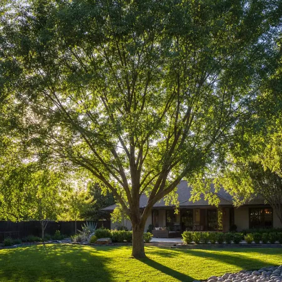 Chinese Elm (Ulmus parvifolia) — mature, planted
