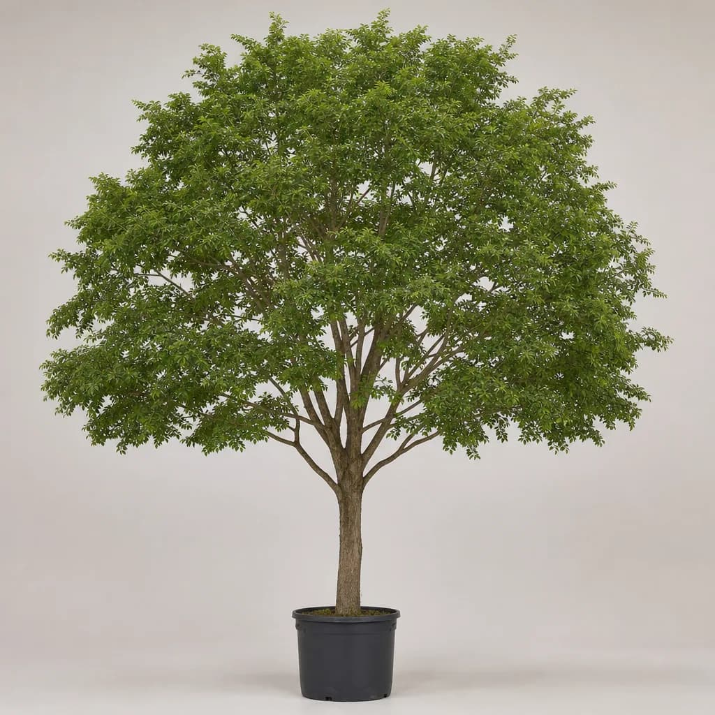 Chinese Elm (Ulmus parvifolia)