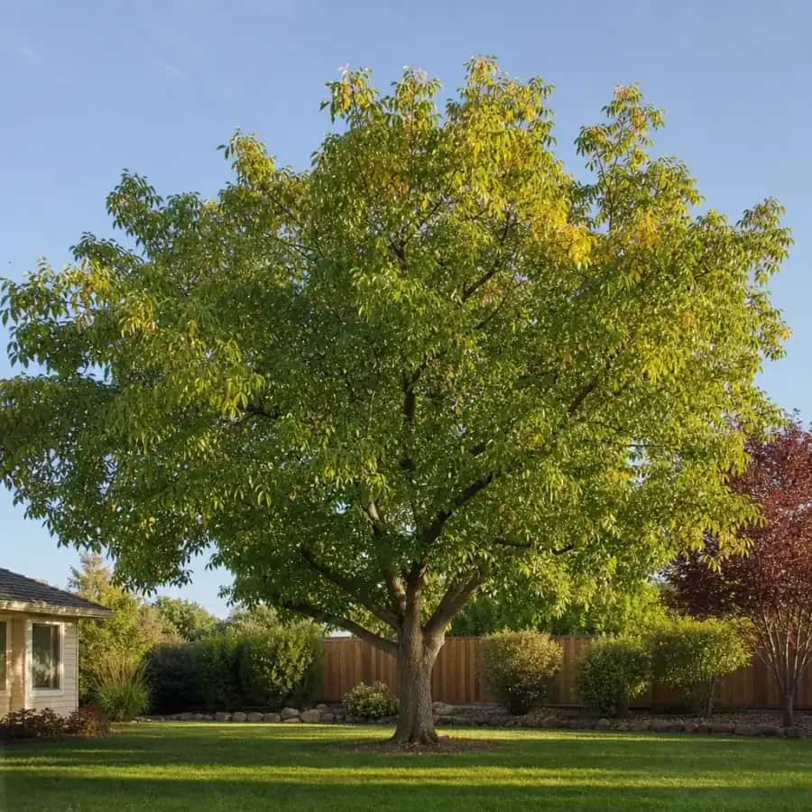 Chinese Pistachio (Pistacia chinensis) — mature, planted