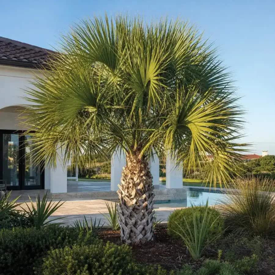Dwarf Palmetto Palm (Sabal minor) — mature, planted