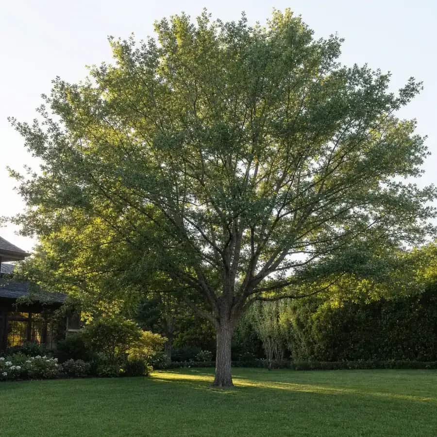 Emer II (Allee) Chinese Elm (Ulmus parvifolia) — mature, planted