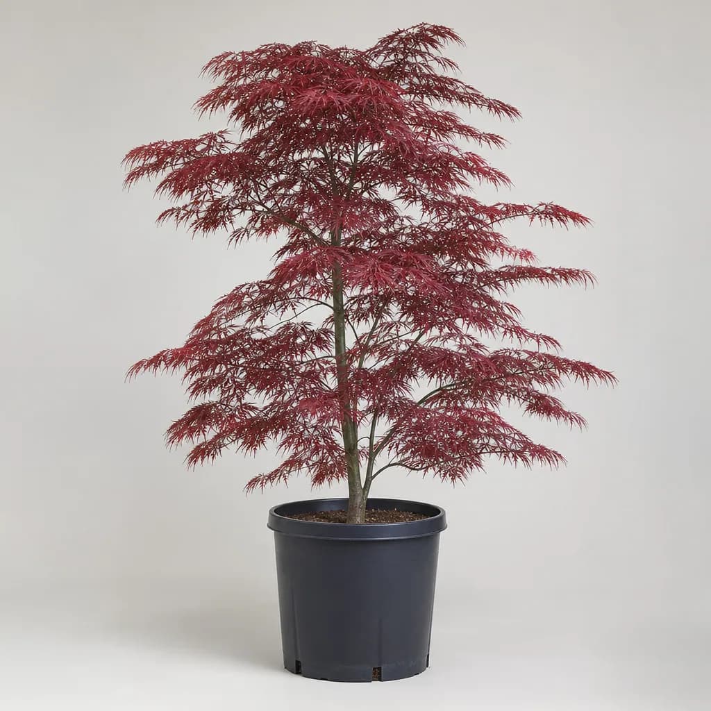 Emperor 1 Japanese Maple (Acer palmatum)