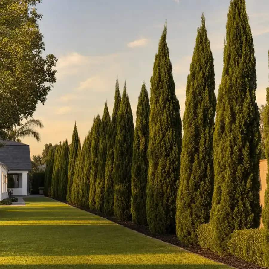 Hetz Columnaris Chinese Juniper (Juniperus chinensis) — mature, planted