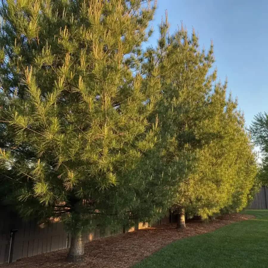 Mondell Pine (Pinus eldarica) — mature, planted