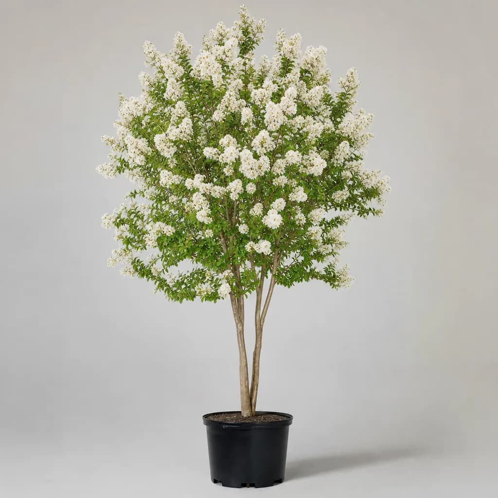 Natchez Crape Myrtle (Lagerstroemia indica x fauriei)