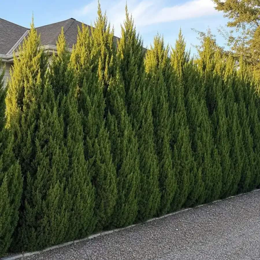 Spartan Chinese Juniper (Juniperus chinensis) — mature, planted