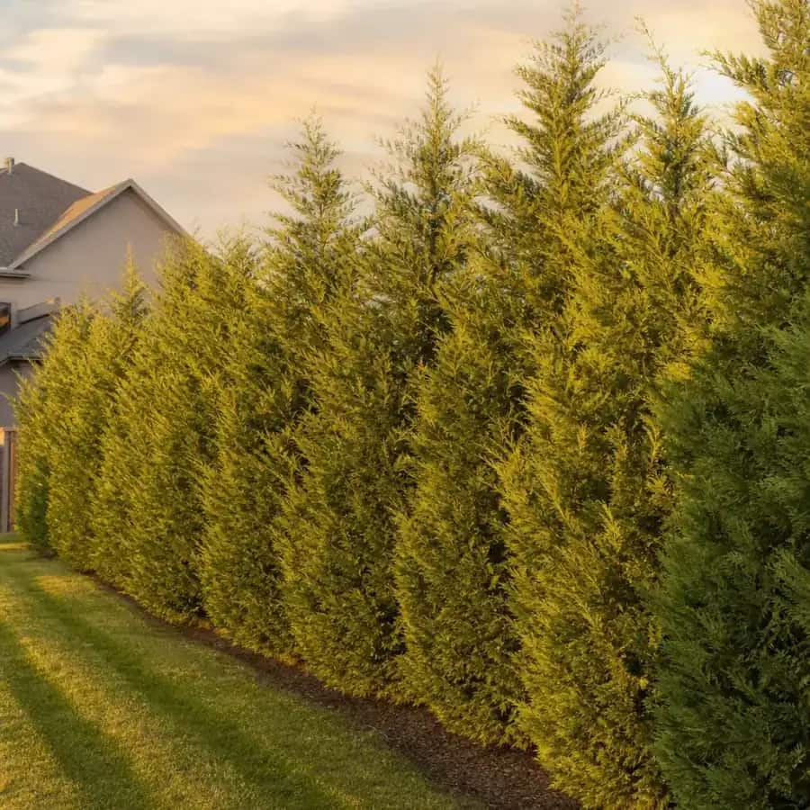 Taylor Eastern Red Cedar (Juniperus virginiana) — mature, planted