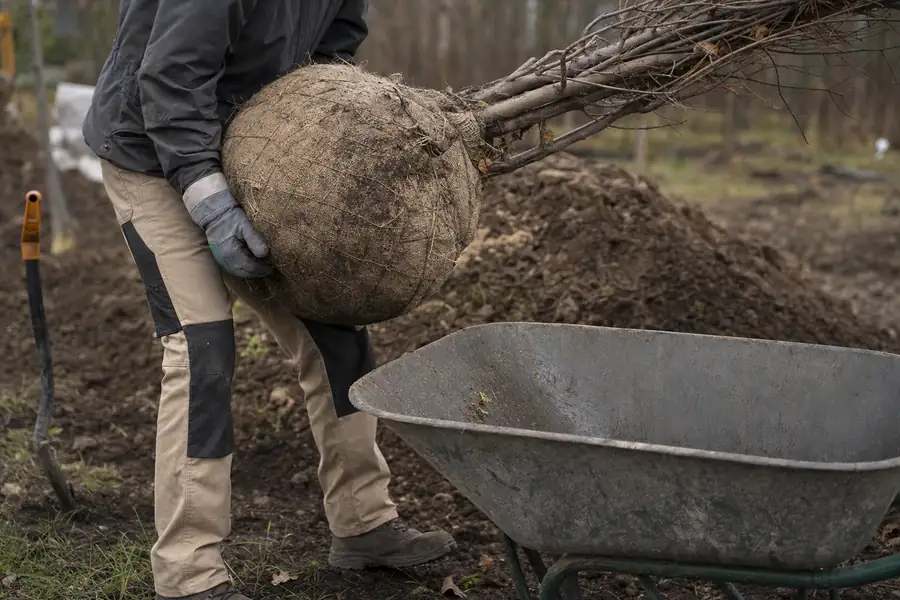 Gardener lifting a balled-and-burlapped root ball onto a wheelbarrow with gloved hands