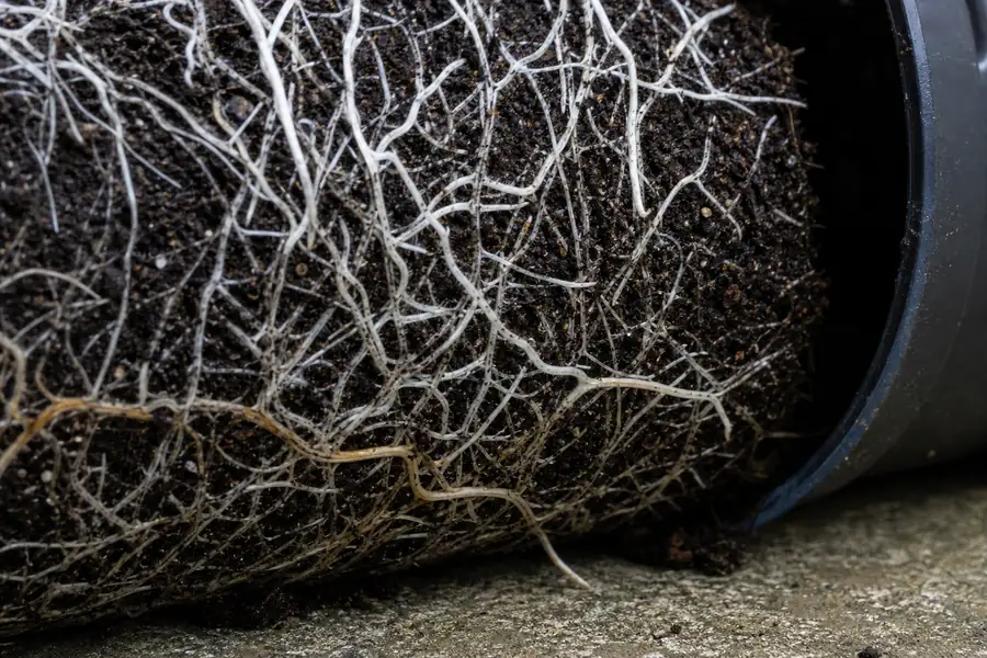 Of healthy white roots at the edge of a slipped-off nursery pot