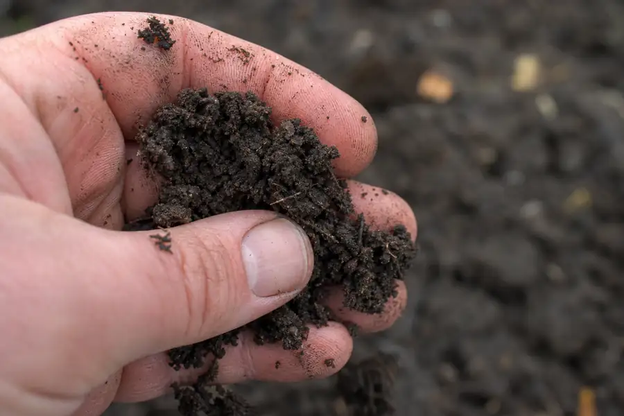 Of warm dark soil crumbling between fingers on a cool fall day