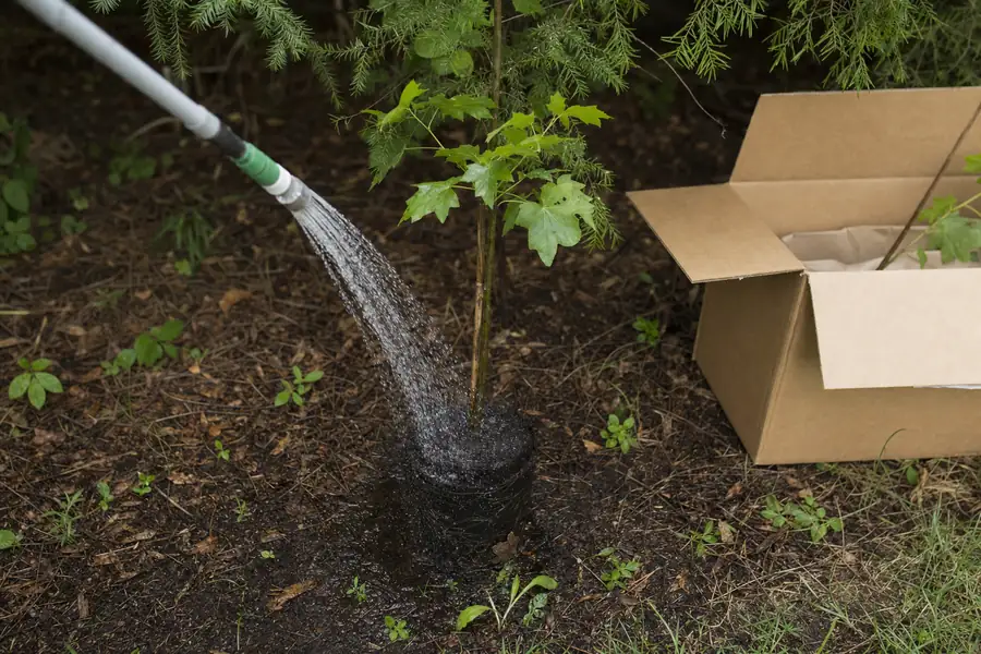 Freshly unboxed young tree being watered in a shaded spot before planting
