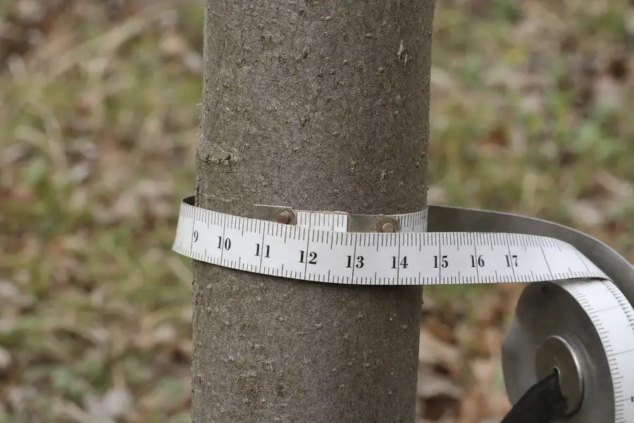 Of a measuring tape around a young tree trunk showing caliper width