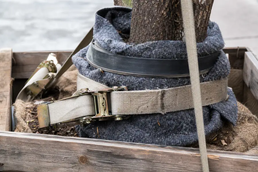 Of padded trunk wrap and ratchet straps securing a tree to a wooden crate