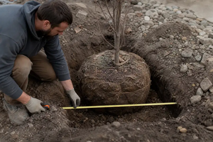 Man in work gloves measuring hole width with a tape beside a root ball
