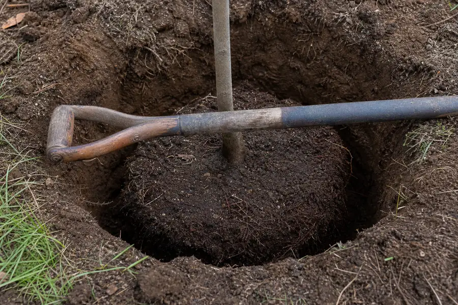 Shovel handle spanning a planting hole to check root ball depth