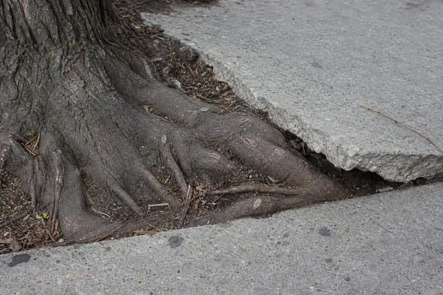 Of surface tree roots lifting the edge of a concrete walkway