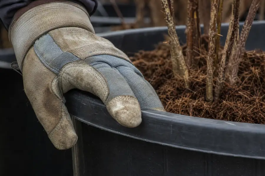 Of a gloved hand resting on the rim of a large black nursery pot