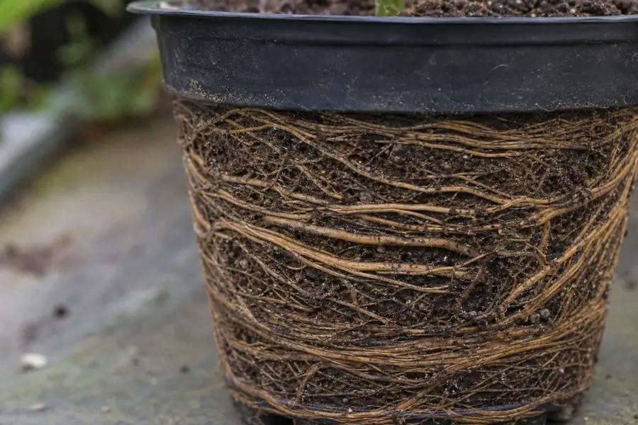 Small rootbound seedling with tangled circling roots exposed at the nursery pot edge