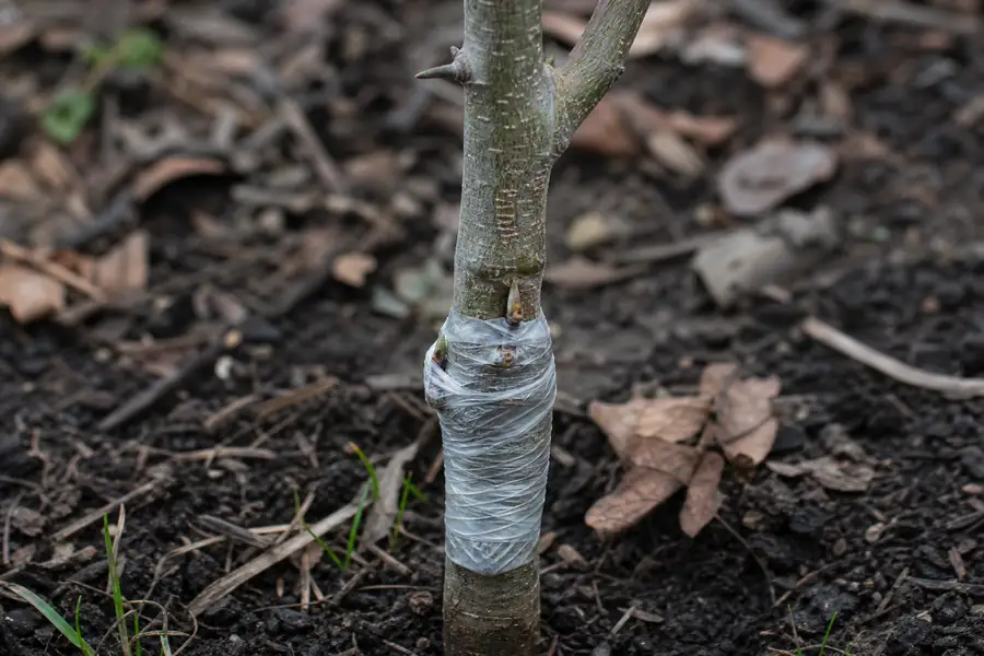Of a fresh graft union wrapped low on a young fruit tree stem