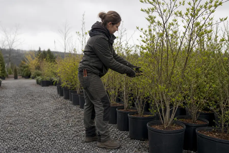 Nursery worker pruning young container trees in a gravel yard on an overcast day