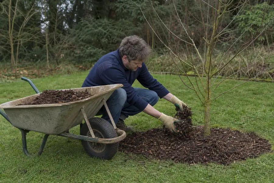 Gardener spreading mulch from a wheelbarrow around a young tree with gloved hands