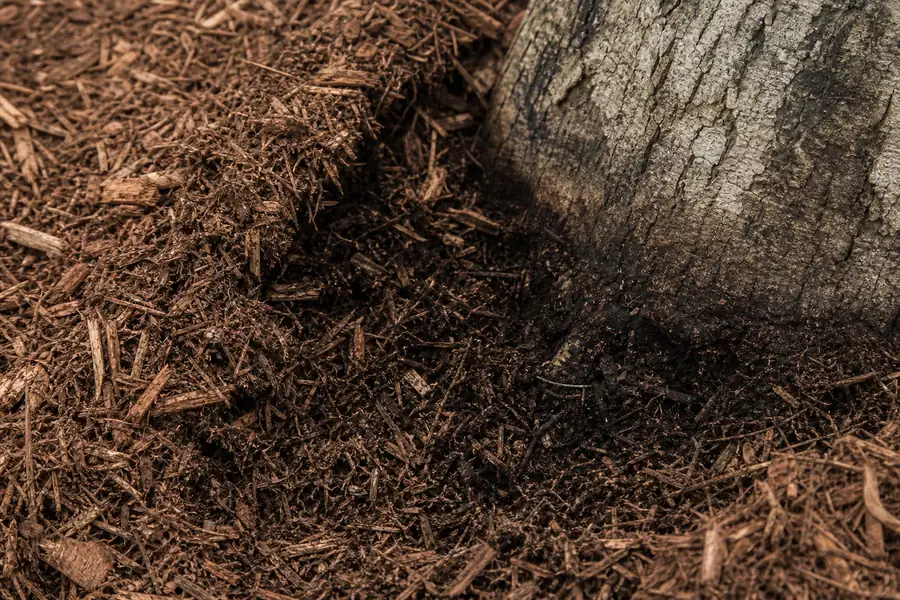 Of shredded hardwood mulch pulled back from a tree trunk base